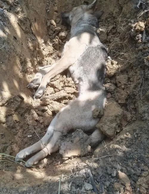 梦见狗死吉不吉利_1