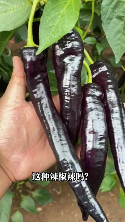 史上最辣的辣椒_2