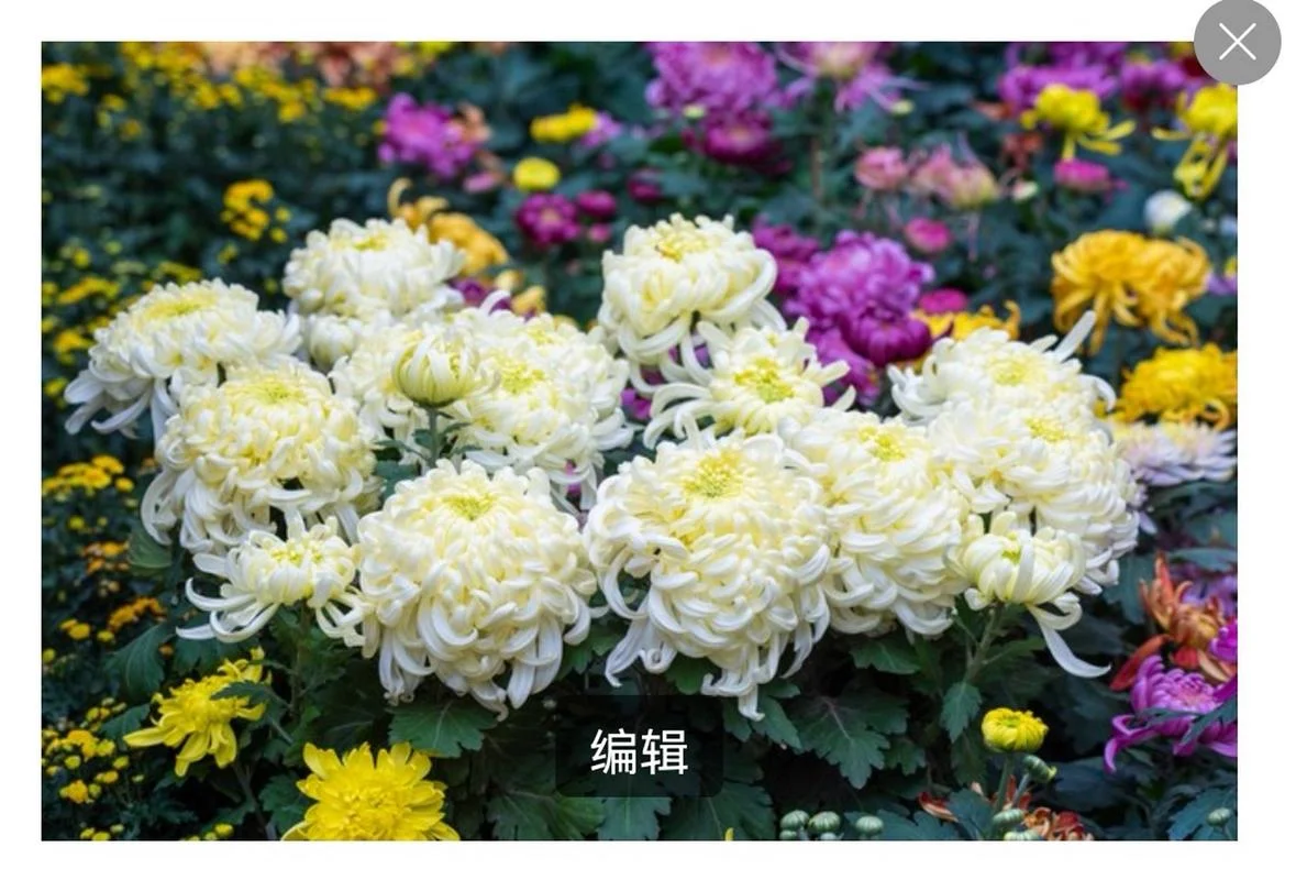 经常梦见去世的外婆_2
