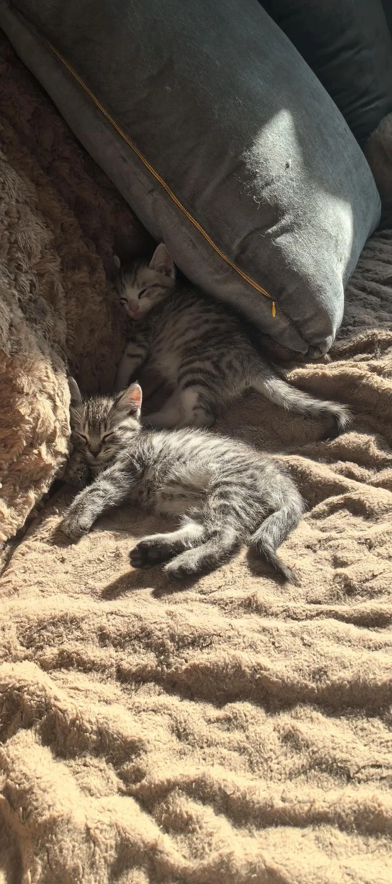 梦到小奶猫-梦见小猫