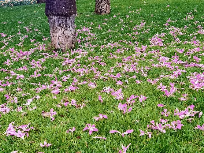 梦见遍地开花_1
