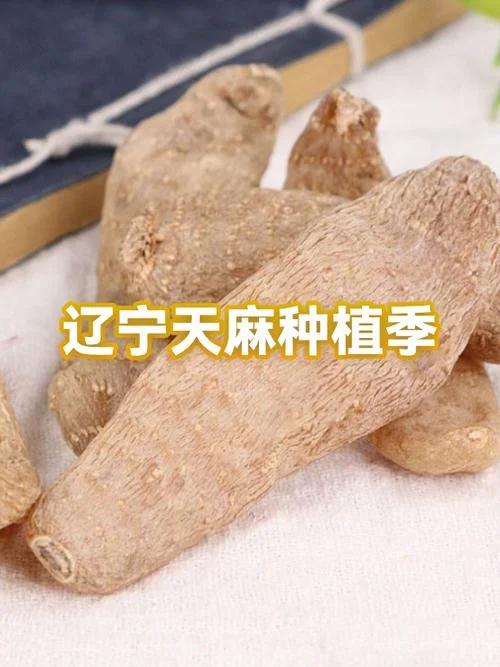 天麻多少钱一两_1