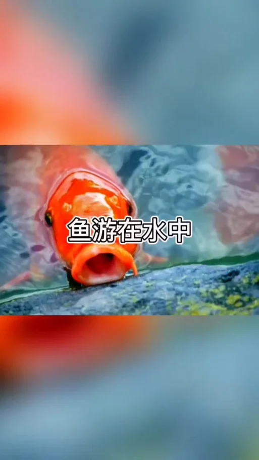 做梦梦见抓鱼然后吃了_2