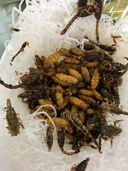 梦见食物上有虫子_2