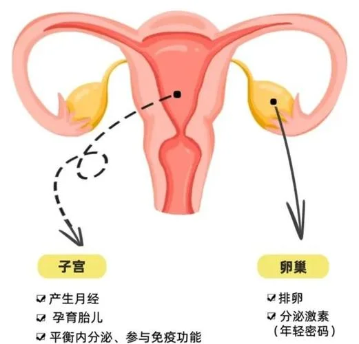 后子宫是什么意思_1