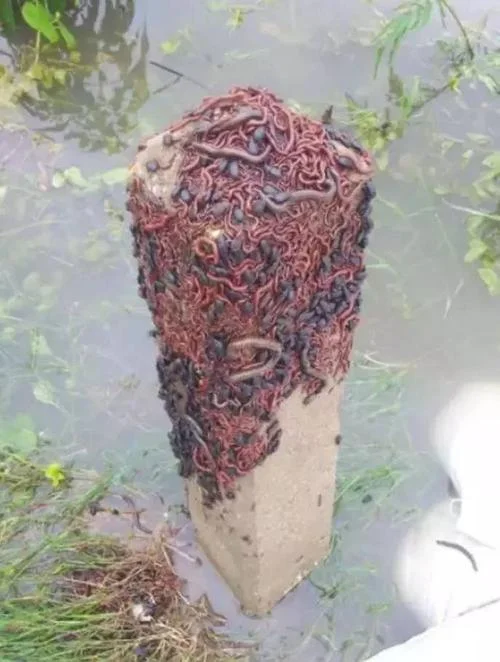 梦见粪水蛆虫_1