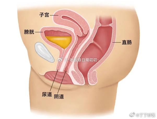 美女的尿道叫什么_2
