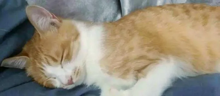 梦到好多死猫_1
