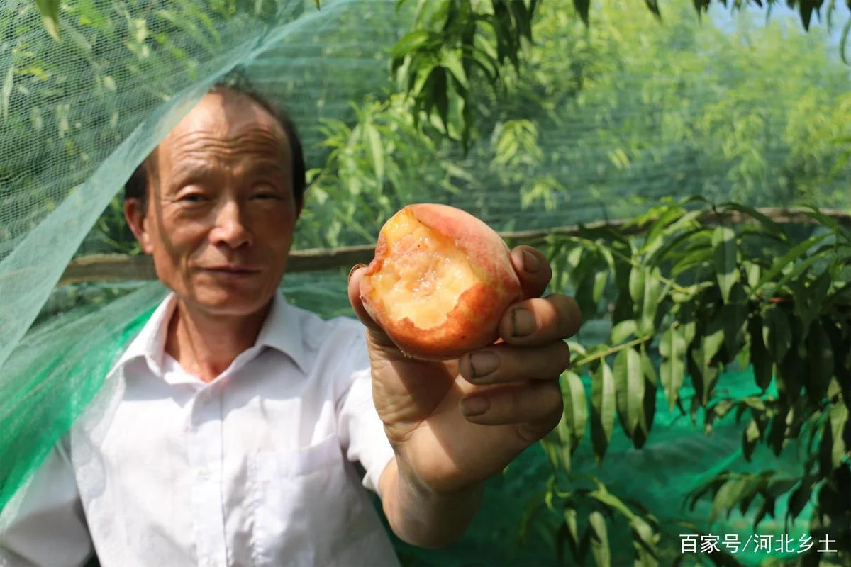 梦见偷桃子被罚款_1