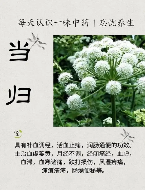 当归丸适合什么人服用-当归丸适用人群