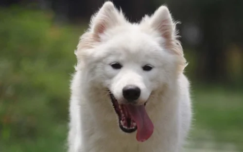 狐狸犬图片多少钱一只-狐狸犬价单只
