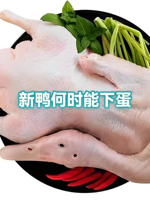 鸭子几月份开始下蛋_1