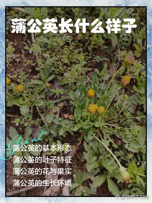 蒲公英几月才有-蒲公英五月开花