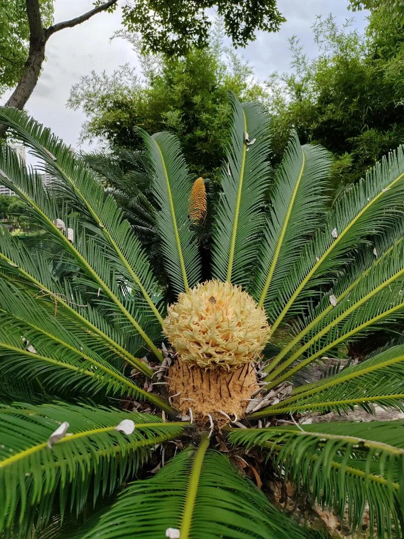铁树开花比喻什么意思-铁树开花比喻罕见