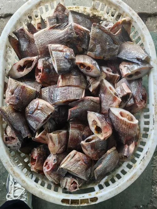 福建罗非鱼几月份开口_1