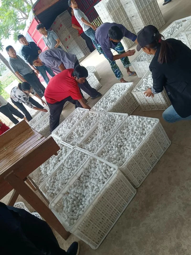 蚕业经济_1