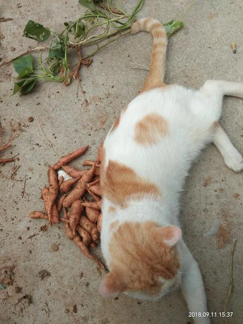 梦见饥饿的猫进屋死了_2