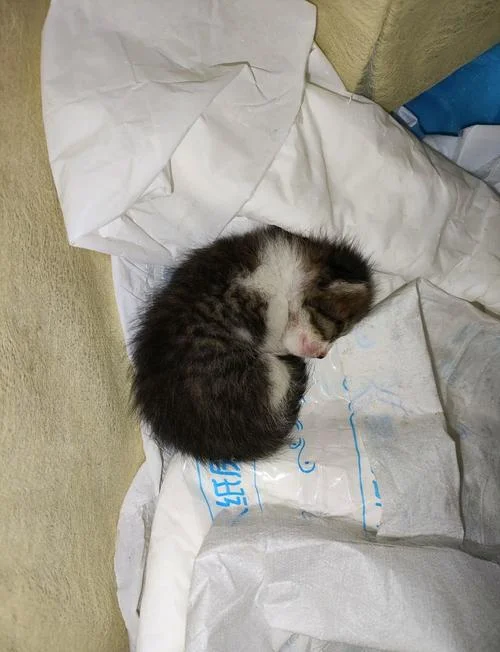 孕妇梦见跟猫打架_1