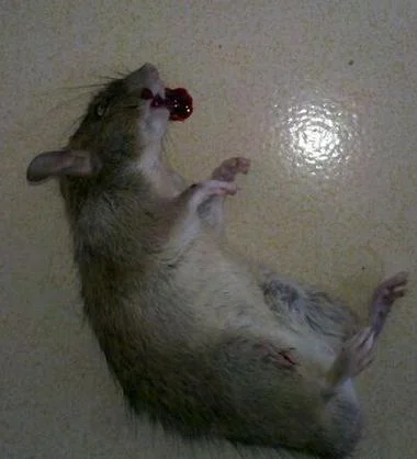 女人梦见死老鼠_1