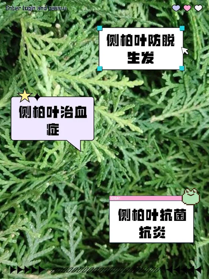 柏树叶治脱发怎么用_1