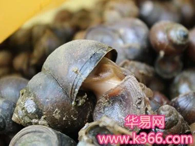 梦见金龟是什么意思_1