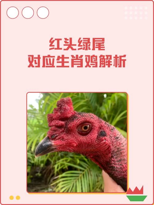 梦见鸡头的征兆_2