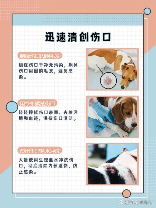 梦到被宠物狗咬出血了_1