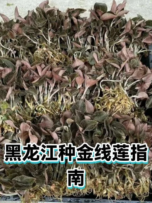 金线莲适应什么条件_1
