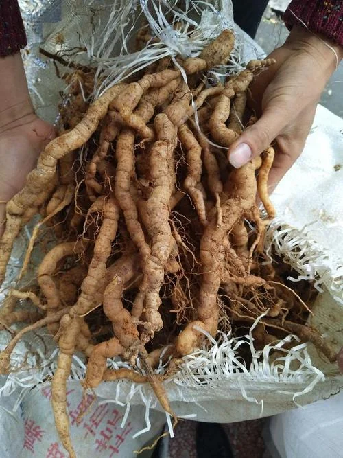 怀孕梦到去挖药材_1