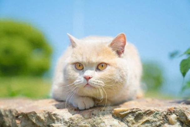 梦见猫周公解梦_1