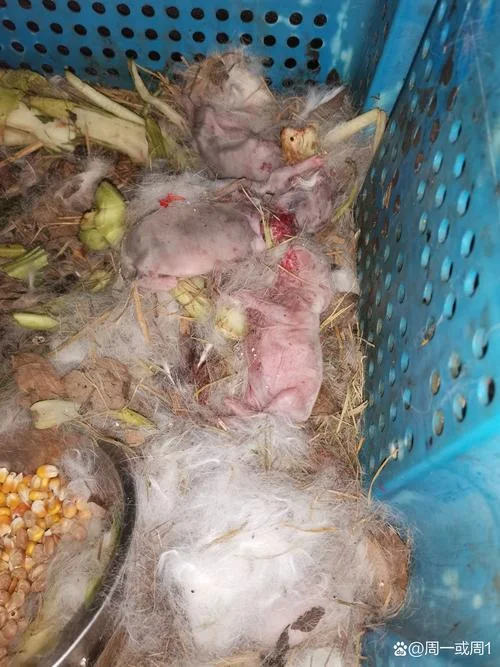 梦见死兔子活了_1