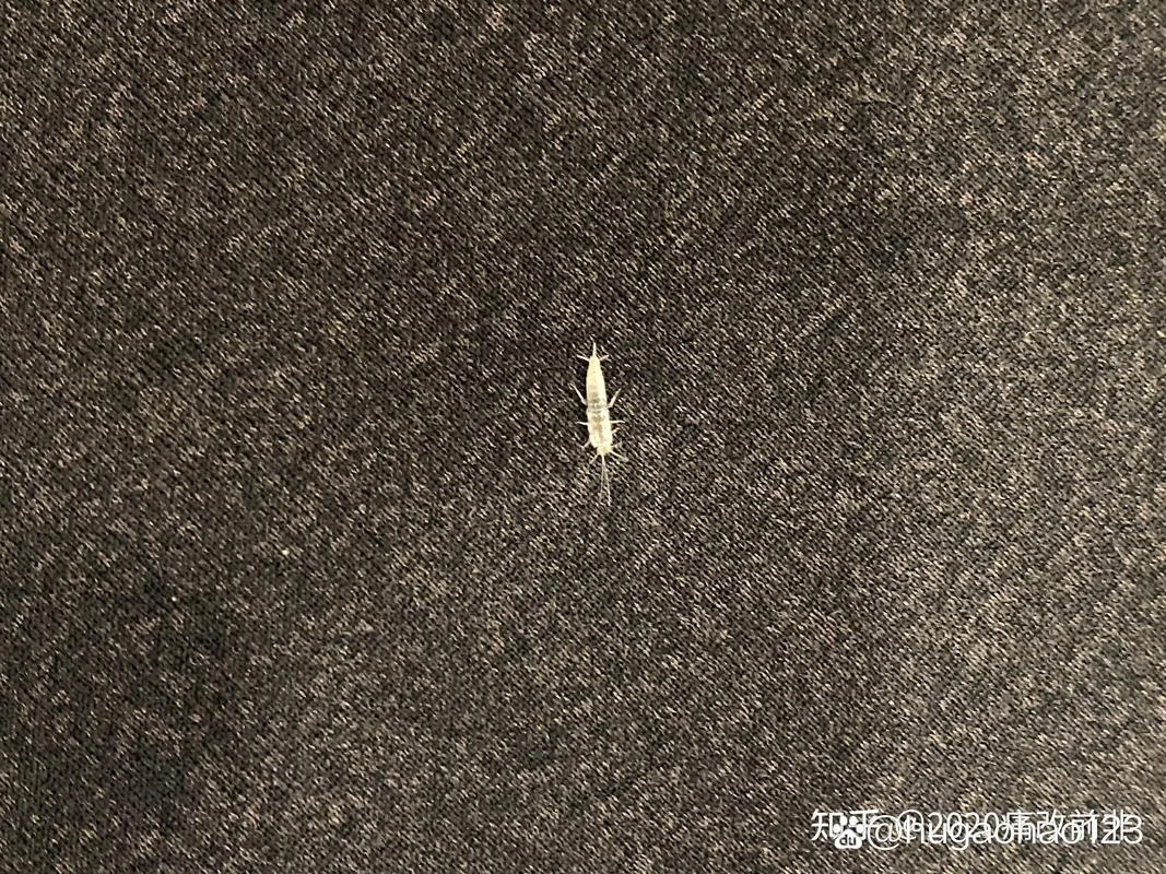 梦见白虫子_2