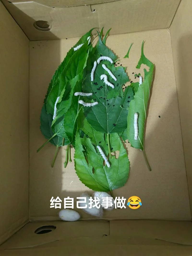 梦到别人养蚕什么意思_1