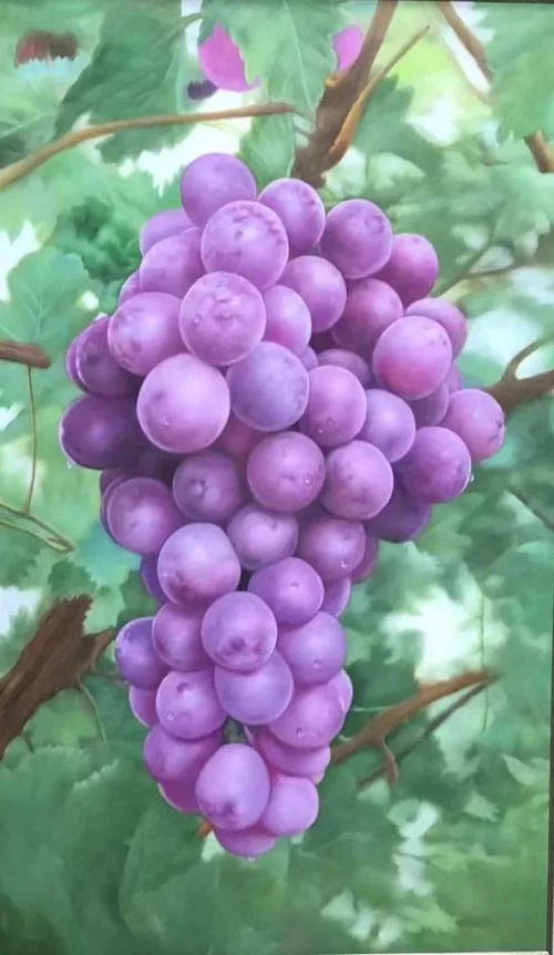 梦见摘成熟紫色的葡萄_1