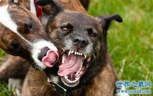 梦见好几只狗咬自己好不好_2