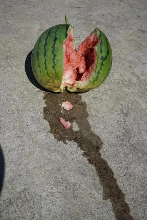 梦见西瓜坏了被鸟吃_1