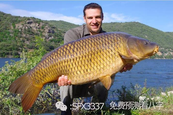 梦见一条大鱼_1