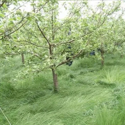 鼠茅草一亩要多少种子-鼠茅草种子一亩需量