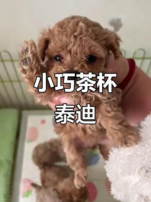茶杯体泰迪多少钱_2