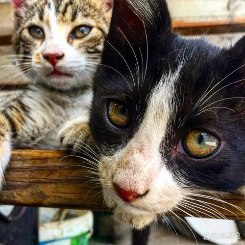 梦到小猫和自己很亲近_2