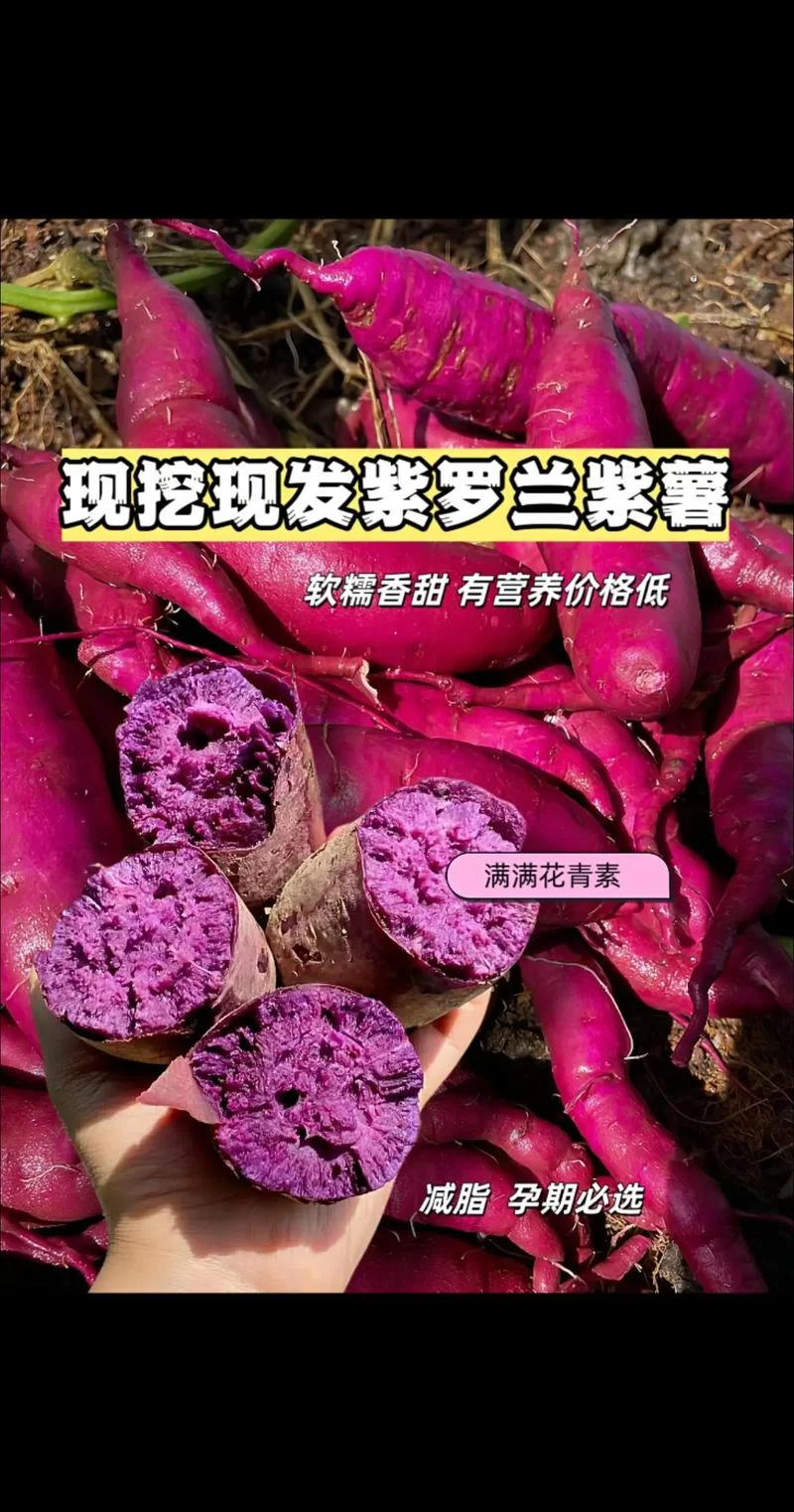 孕妇梦见紫薯_1