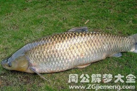 梦见水沟里有鱼_1