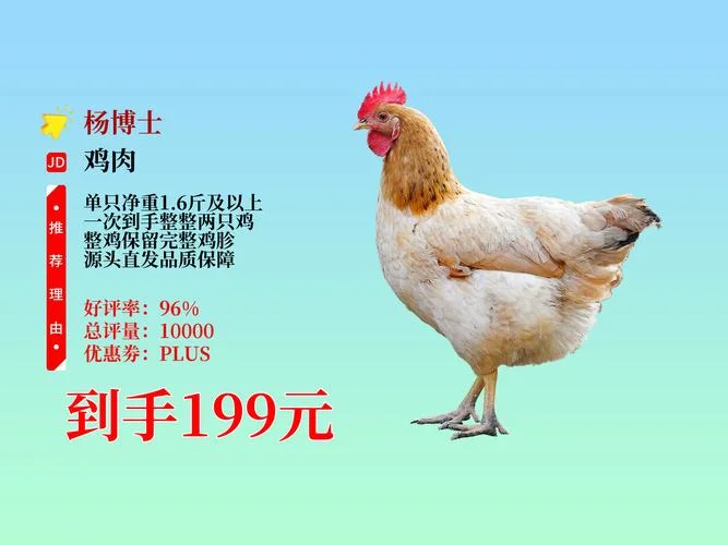 一斤鸡肉多少钱_1