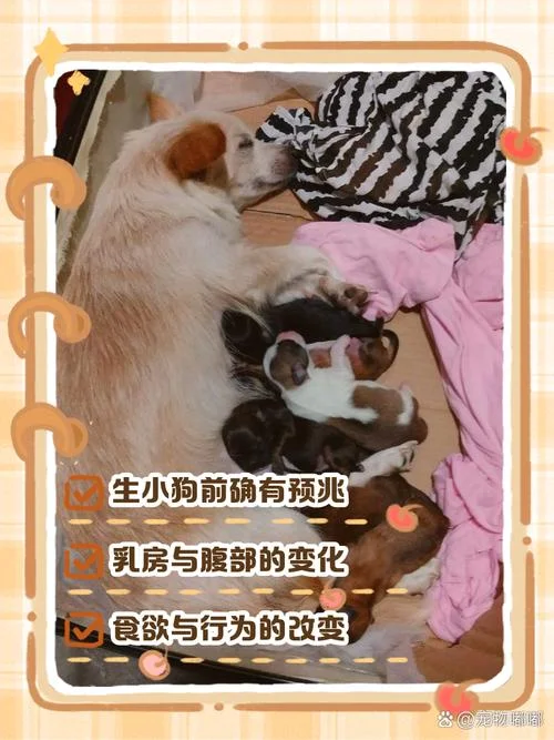 梦见死去的狗狗是什么预兆_1