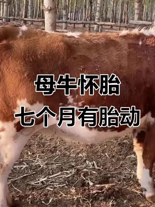 孕妇梦见很多牛_2