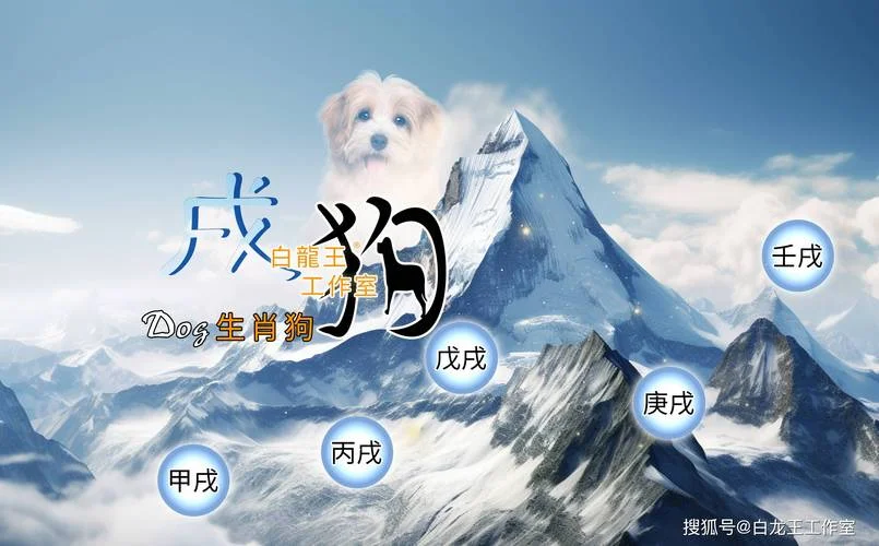 属狗人今日运势吉祥数_2