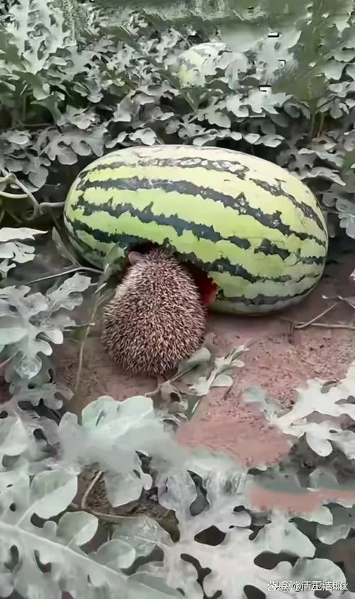 梦见偷西瓜吃_2