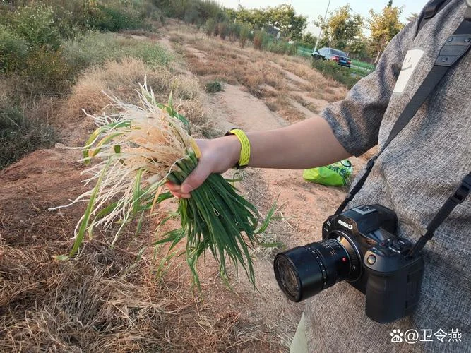 梦见拔青菜是什么意思_2