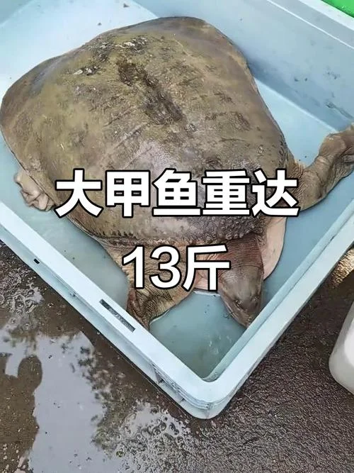 甲鱼一年能长多大_1
