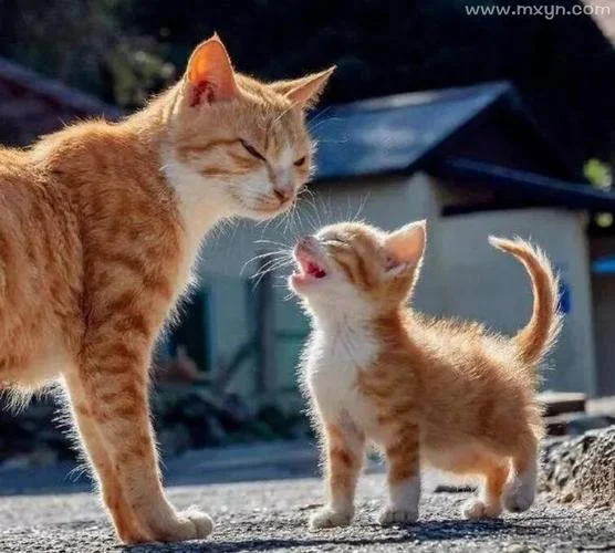 梦见猫周公解梦_2